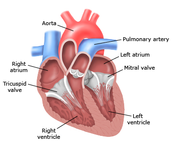 anatomy diagram of the heart